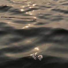 the sun shines on the water as it reflects in the water with small white flowers