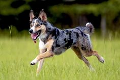 a dog running in the grass with its mouth open