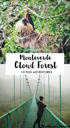 the monteverde cloud forest is one of the best things to see in costa rica