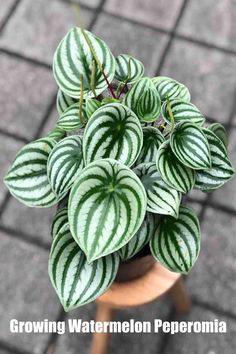 a potted plant with green and white striped leaves on it's top is shown