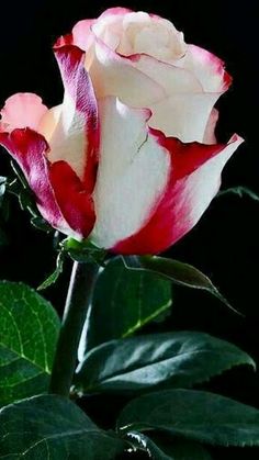 a white and red rose with green leaves