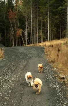 three small dogs walking down a gravel road in the woods with trees and grass behind them