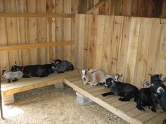 a group of goats sitting on top of a wooden bench next to a barn wall