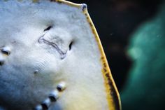 a close up view of a stingfish's shell