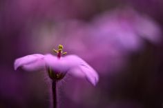 a single purple flower is in the foreground and blurry background