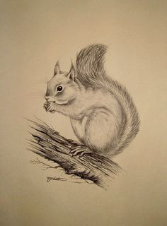 a pencil drawing of a squirrel on a branch