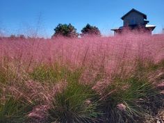 pink flowers and grass in front of a house on a hill with a blue sky