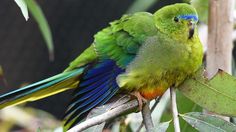 a green and blue bird sitting on top of a tree branch next to some leaves