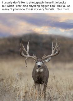 a deer standing in the middle of a field with its antlers up to his head