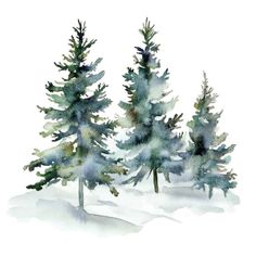 watercolor painting of three evergreen trees in the snow, one is green and the other is blue