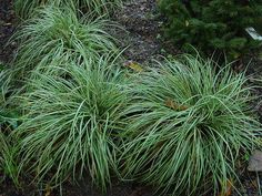 some very pretty green plants in the grass