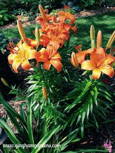 orange lilies are blooming in the garden