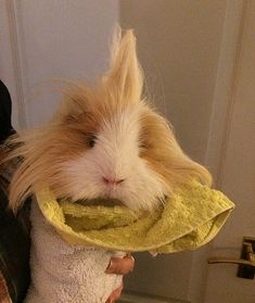 a person holding a guinea pig with a towel around it's neck and nose