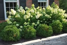 some white flowers and green bushes in front of a brick building