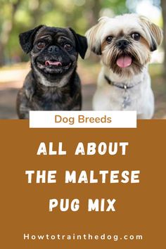 two small dogs sitting next to each other with the words dog breeds all about the maltesee pug mix