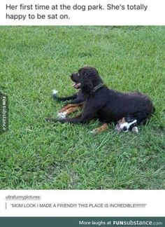 a dog laying in the grass with its tongue out