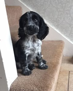 a black and white dog is sitting on the stairs