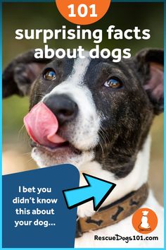 a black and white dog with its tongue sticking out is looking up at the camera text reads 101 surprising fact about dogs