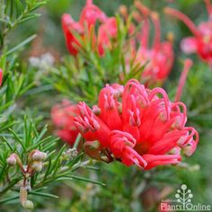 red flowers with green leaves in the background