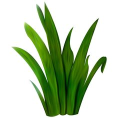 some green plants are in a vase on a white background, with one plant growing out of it's base