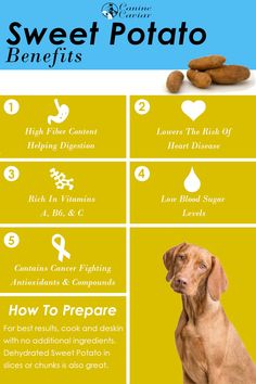 a dog sitting in front of a yellow background with the words sweet potato benefits and how to prepare it