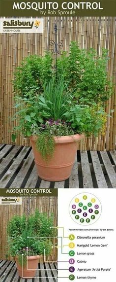 a potted plant sitting on top of a wooden table next to a bamboo fence