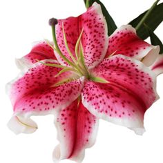 Stargazer Oriental Lily Bloom Pink Stargazer Lily, Diy Flower Arrangements Wedding, Hot Pink Flowers, Stargazer Lily, Lily Bloom, Pink Wedding Flowers, Diy Wedding Flowers