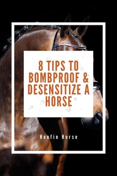 a horse with the words 8 tips to bombproof and desensitize a horse