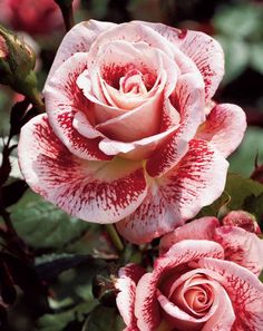 a pink and white rose with red stripes