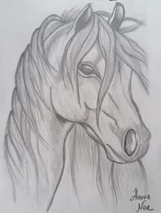 a pencil drawing of a horse's head