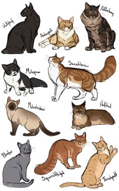 many different types of cats are shown in this drawing style, with the names below them