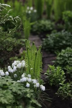 some white flowers and green plants in the dirt near grass, trees and bushes on either side of a path