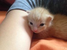 a small white kitten sitting on top of someone's arm with it's head tucked under the arm