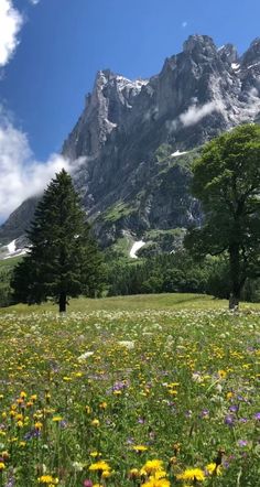 a field full of wildflowers and trees with mountains in the background