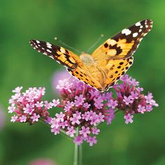 a butterfly sitting on top of a purple flower