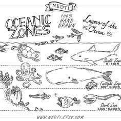 the ocean zones are labeled in black and white, with different types of marine animals