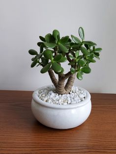 a small potted plant sitting on top of a wooden table