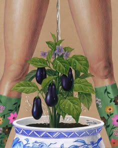 a potted plant with purple flowers in it is being watered by someone's legs