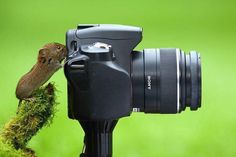 a small bird perched on the side of a camera with its beak in it's mouth