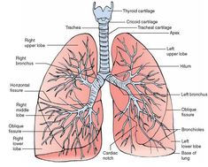 the lungs are labeled in this diagram