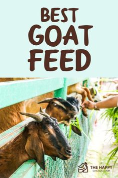 two goats with their heads stuck in the fence and text that reads best goat feed