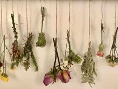 dried flowers hanging on a wall in front of a white wall with string attached to it