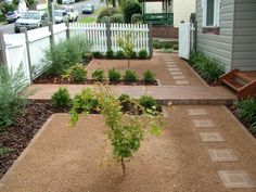 a small tree sitting in the middle of a garden