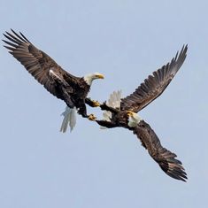 two bald eagles flying through the air with their talons in their beaks together