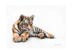 a drawing of a baby tiger laying down