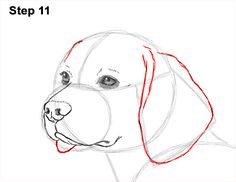 a step by step drawing of a dog's face with the words, how to draw