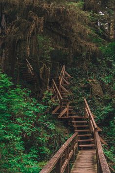 wooden stairs lead up to the top of a steep hill covered in mossy trees