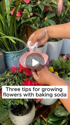 Baking Soda For Plants, Flower Planting Guide, Organic Gardening Pest Control, When To Plant Vegetables, Small Garden Landscape, Indoor Water Garden, Garden Remedies, Small Vegetable Gardens, Garden Insects