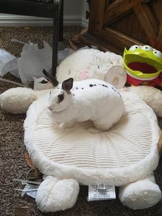 a cat laying on top of a white dog bed in the middle of a room