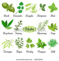 herbs and their names on white background